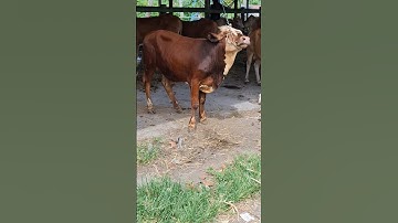 calon sapi jumbo, sapi simental super #sapi #sapilucu #cow #feedshorts