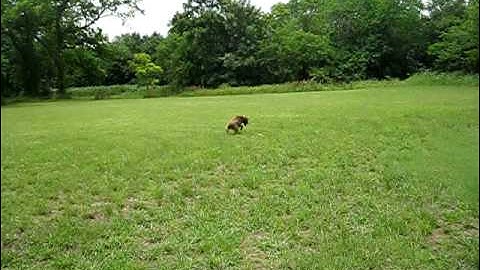 d Count video (2).avi