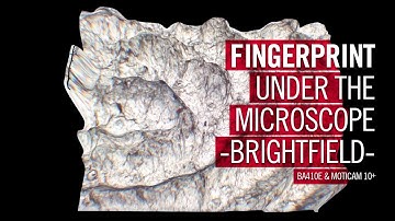 Fingerprint under the microscope - Brighfield | by Motic Europe