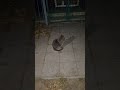 uninvited guest