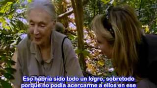 Científica Jane Goodall y sus Chimpancés. Entrevista por 60 Minutos 24-Oct-2010 (Sub al Español) Dar clik en la parte de más información o Mostrar más por favor.-

Jane Goodall ha sido desde su infancia una amante de la naturaleza y su fascinación por ella se centro en unas criaturas denominadas por la ciencia como Pan troglodytes mejor conocidos como chimpancés. Tuvo la fortuna de conocer al científico Louis Leakey quien impresionado por su interés le propuso trabajar en el estudio de los chimpancés en Tanzania en los años 60´s. En su llegada tenía solamente 26 años, y pensaba que solo estaría allí unos dos meses. Aunque al final, estuvo más de cuarenta años allí, ya que se dio cuenta de que los chimpancés estaban desapareciendo, y no se podía quedar con los brazos cruzados.  En sus 20´s al igual que Darwin. Goodall hizo descubrimientos que conmocionaron a la comunidad científica demostró que el concepto que hasta entonces se tenía de que la especie humana era la única que fabricaba y usaba herramientas era falso. Sus observaciones sobre la conducta instrumental de los chimpancé