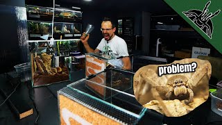 Spider Escape Dealing With Super Fast Huntsman Spiders...