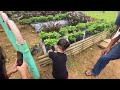 Exploring strawberry farm in busay  lilis hideaway