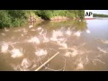 Scientists measure extent of Asian carp invasion in US rivers