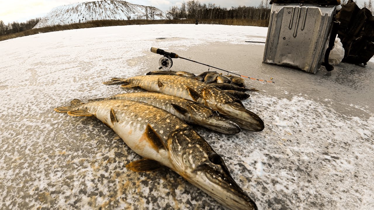 Не рибалка, а казка. Стільки клювань давно не було!