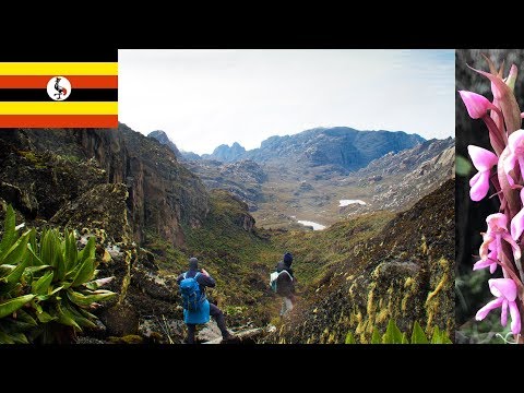 The climb - Ruwenzori trekking 5-days Kilembe Route to Weismann's Peak 4620m - AMAZING NATURE!!!