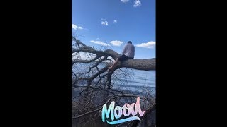 Guy Was Climbing And Hit His Nuts On A Branch In The Tree