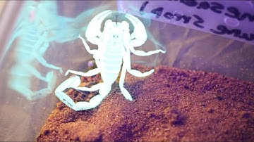 Dune Scorpions with The Deadly Tarantula Girl