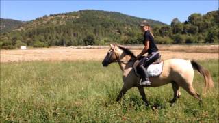 Galop Dans Les Champs