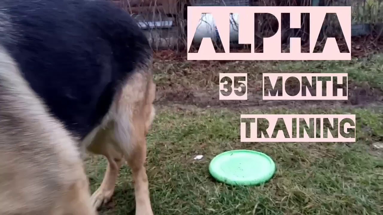ALPHA training - YouTube