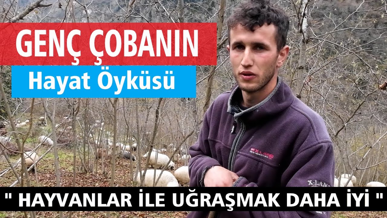 300 Koyunu bulunan genç çoban anlattı..!