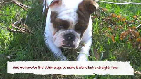 The Only Exception lyrics By Paramore