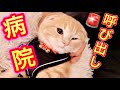子猫の歯が抜けたので病院に行ったら問題発生。【マンチカン】