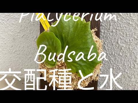 ビカクシダ ブッサバ 交配種と水と環境の話し。Platycerium Budsaba