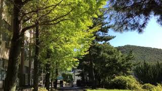 Early Autumn beauty in Japan - Relaxing video