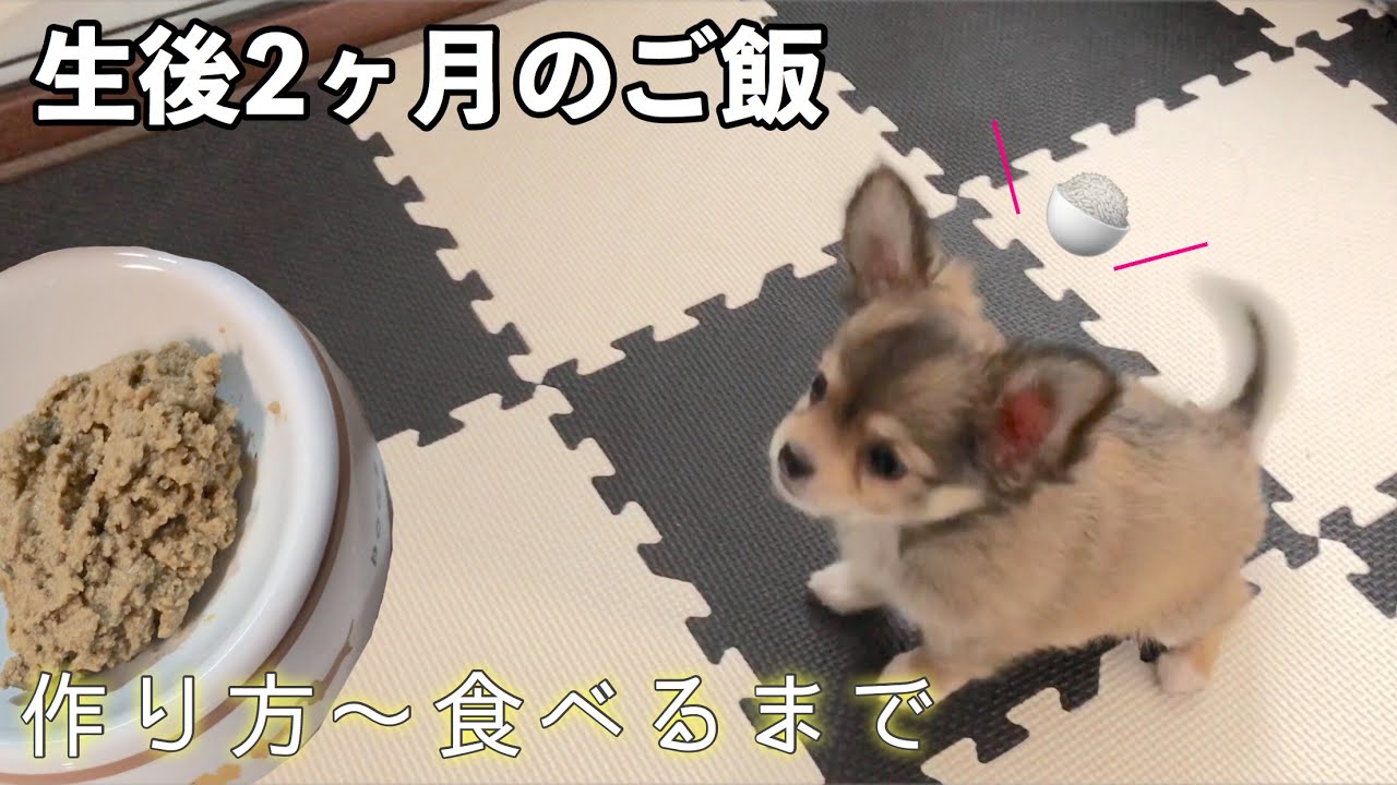 生後2ヶ月 】の チワワ のご飯 作り方と食べるまでをご紹介！ 子犬 YouTube