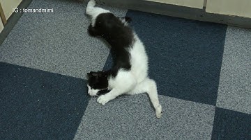 Cat rolling around in Catnip | 4K