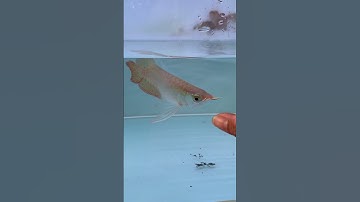 #cárồng #arowana #huyếtlong #huyếtlongphôngtrắng #metallic đám nhỏ đầy tiềm năng ae ạ!