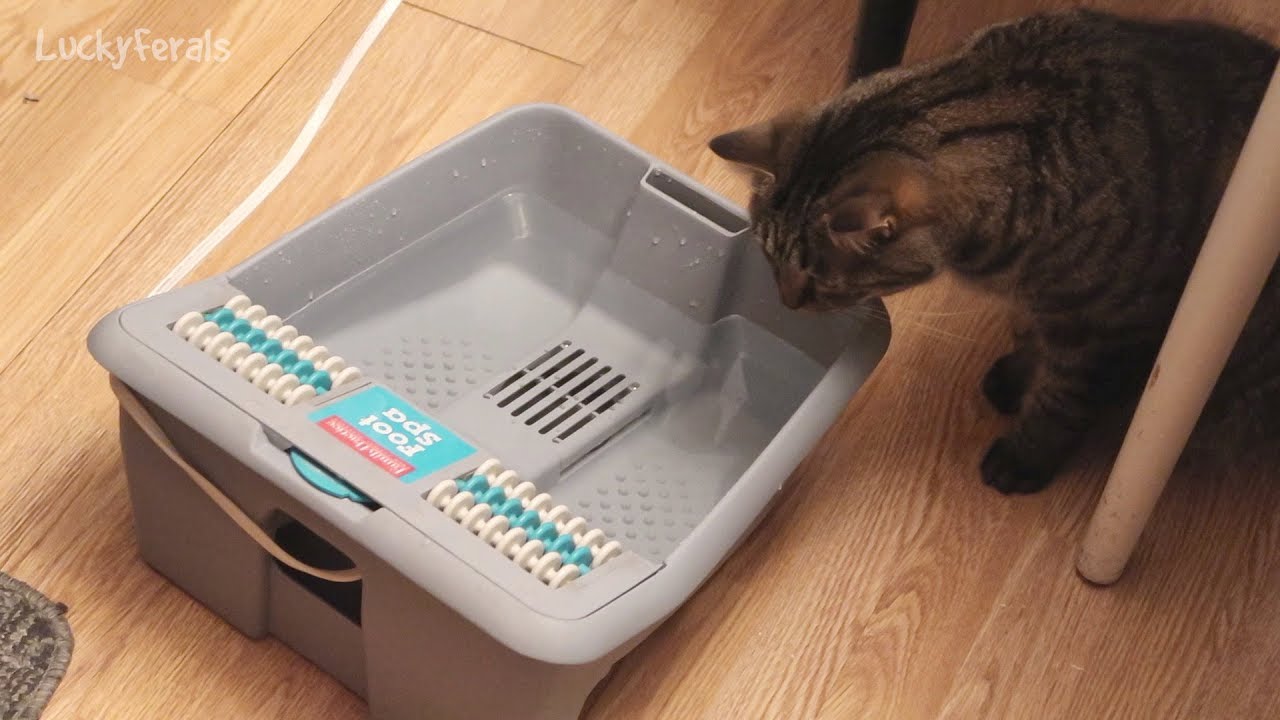 Cats React To A Vintage Family Practice Foot Spa