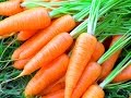 57.Морковь.Посадка моркови новым способом.