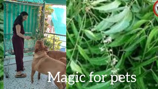 French Mastiff Eye and Skin care with Neem by Anupma Pandey 334 views 2 years ago 2 minutes, 53 seconds