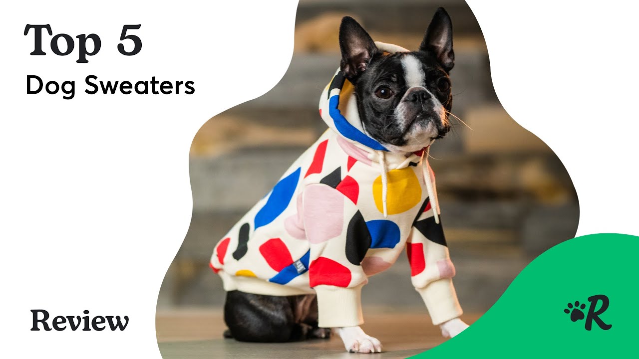 Top 5 Winter Dog Sweaters Tested By Cute Dogs In 2020 Now With Video