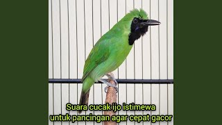Download Lagu Sound of bird