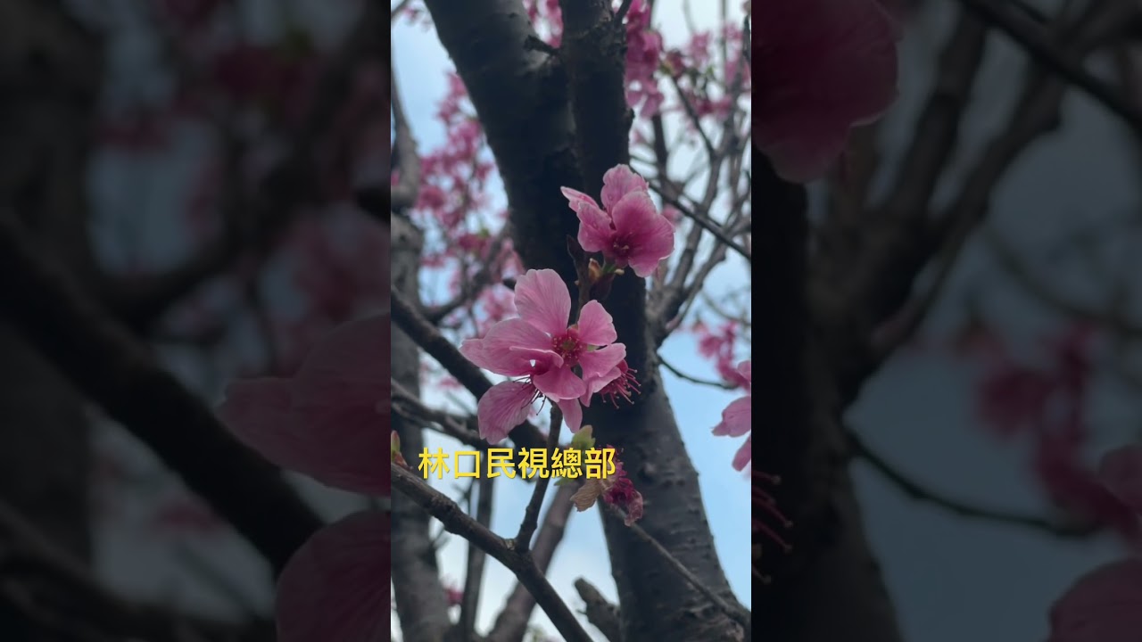 林口-🌸櫻花🌸-民視總部 縮圖