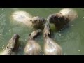 Cutest Capybaras Eat Mouth to Mouth かわいいカピバラは口から口へ食べる