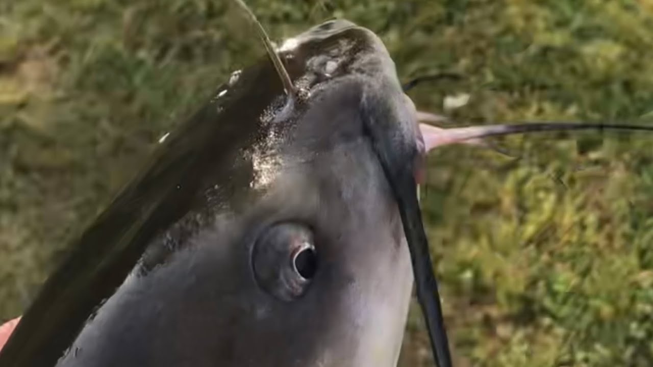 FLOPPING FISH FUNNIES - Try Not To Laugh!