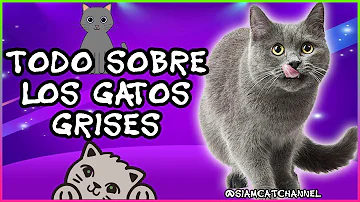 ¿Cuánto vive un gato gris?