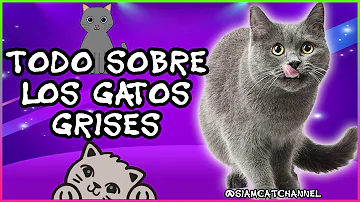 ¿La mayoría de los gatos grises son hembras?