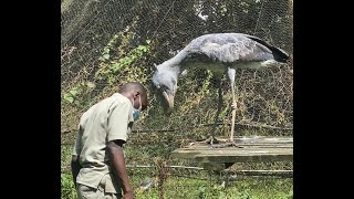 How African Shoebill Accepts Humans as Trustworthy