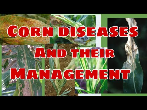 Video: Troubleshooting Butterfly Bush Diseases: Paano Gamutin ang Mga Karaniwang Sakit sa Buddleia