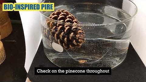 Pine Cone Video