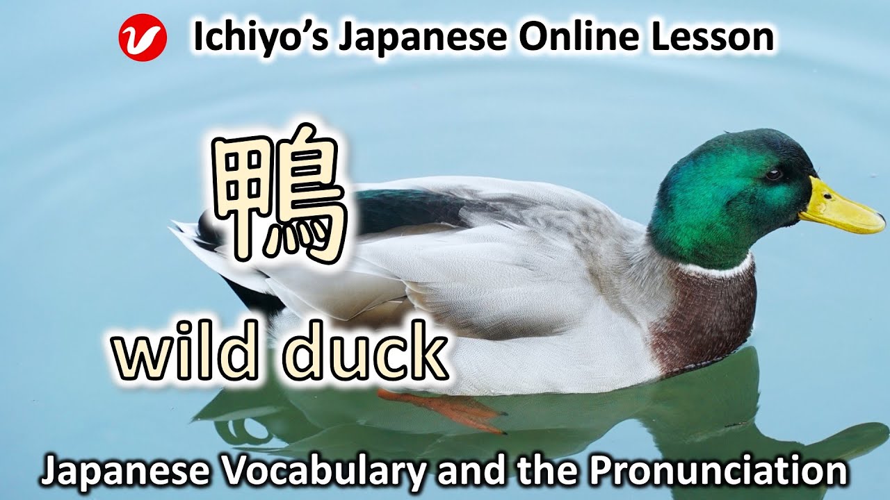 かもにく 鴨 (かも、カモ、kamo) | wild duck | Japanese Vocabulary and the