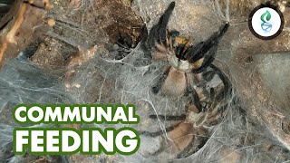 Feeding Monocentropus balfouri Communal by dna design 417 views 2 years ago 5 minutes, 16 seconds