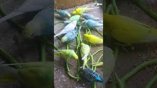 budgie eating vegetables??? https://youtu.be/ehQvqEMhOCw #shorts