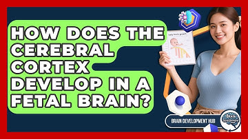How Does The Cerebral Cortex Develop In A Fetal Brain? - Brain Development Hub