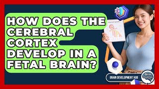 How Does The Cerebral Cortex Develop In A Fetal Brain - Brain Development Hub