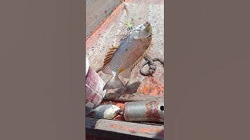 câu cá dìa khủng