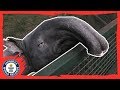 Kingut: The oldest tapir in the world! - Guinness World Records