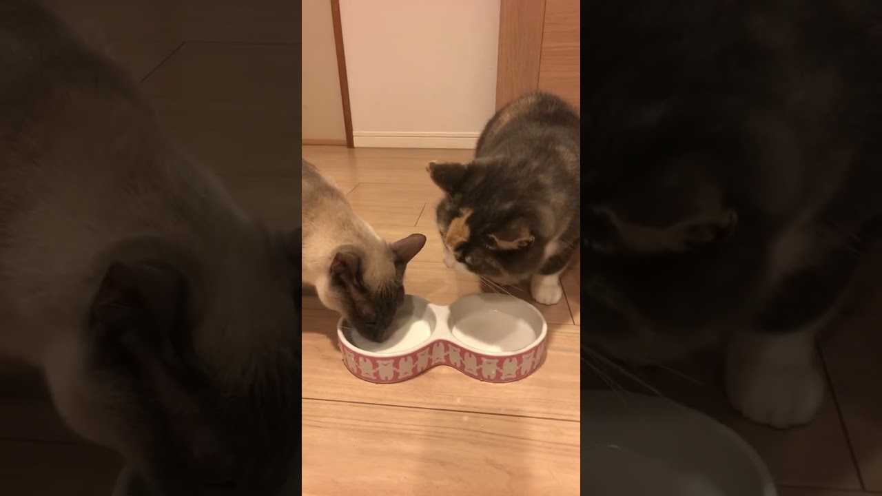 みるくターーーイム！！！