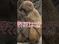 6月22日どうしたの？何がパンチくんをそんなに怖がらせているの？ 😭🔊😱#パンチくん #shost