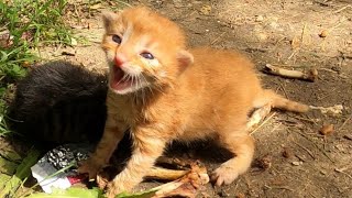 Newborn Kittens Abandoned by Their Own Mother Crying for Foster Mother