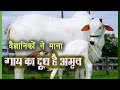 भारतीय नस्ल की गाय का milk है अमृत, scientific research में खुलासा, विदेशी नस्लें हानिकारक