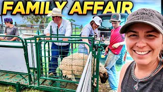 CHAOS OR HARMONY WORKING SHEEP?! | Bar 7 Ranch