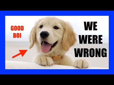 We Were Wrong About "Dog Years" | [OFFICE HOURS] Podcast #012 thumbnail