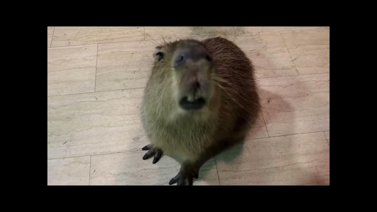 Capybara noises pt.1 YouTube
