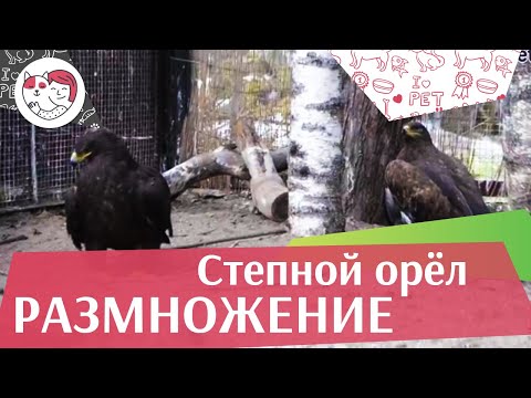 Степной орёл Размножение и родительское поведение на ilikepet